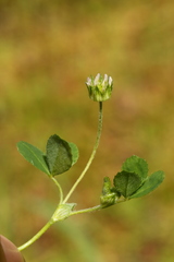 Trifolium microdon
