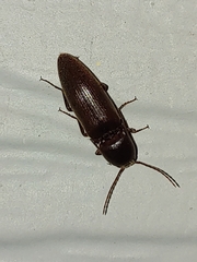Diplostethus carolinensis