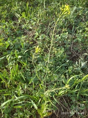 Camelina microcarpa