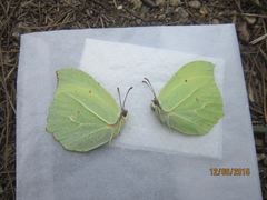 Gonepteryx nepalensis