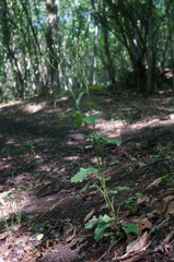 Lapsana communis intermedia