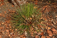 Agave geminiflora