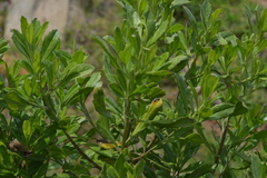 Baccharis heterophylla