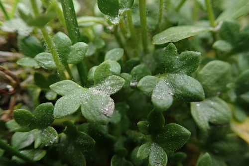 Image of Highland Saxifrage (Saxifraga rivularis) by (c) Laura J. Costello, some rights reserved (CC BY)