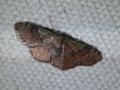 Leptostales ferruminaria