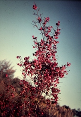 Dodonaea filifolia