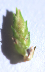 Cyperus mirus