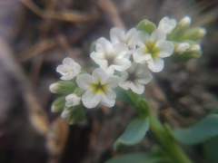 Heliotropium curassavicum