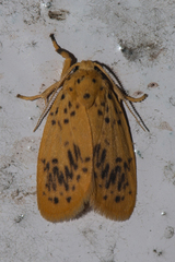 Miltochrista punctata