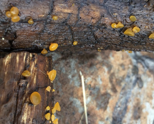 iNaturalist observation photo of alpine jelly cone