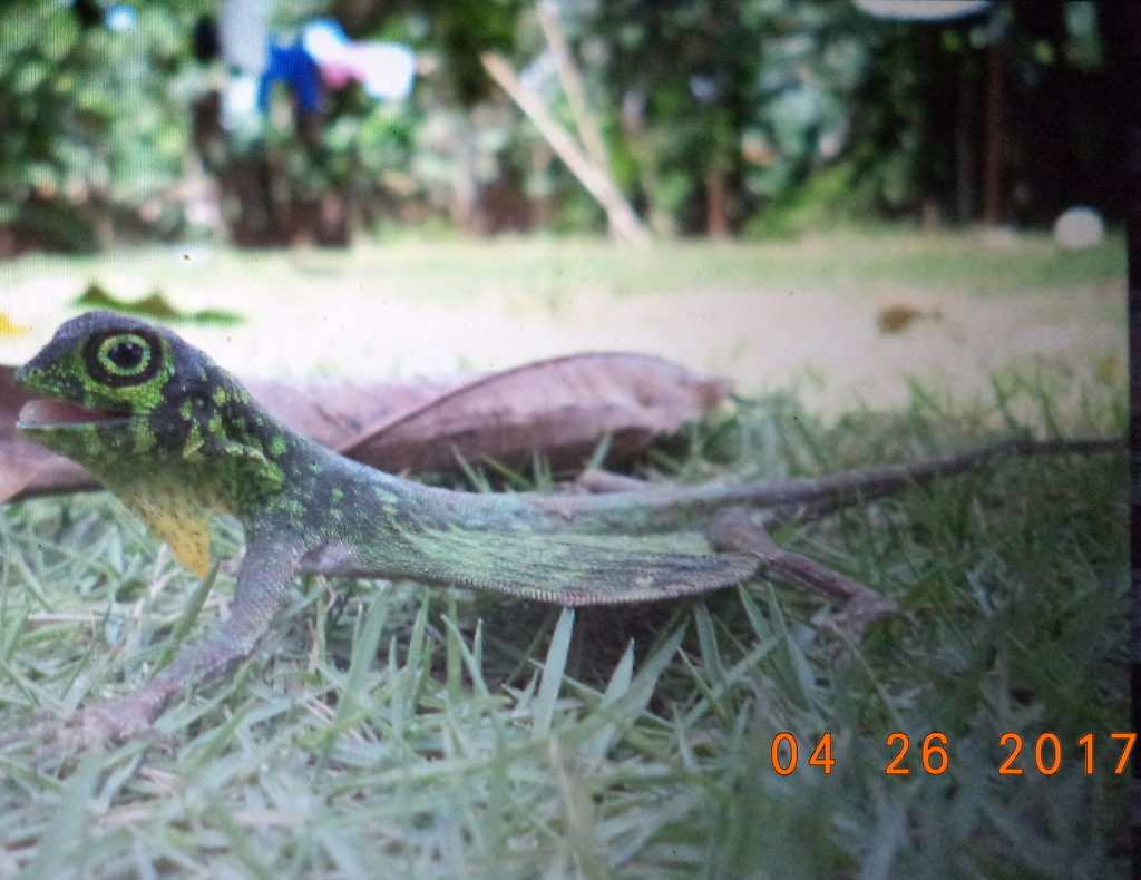 Lined Flying Dragon (Draco modiglianii)