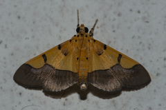 Endocrossis