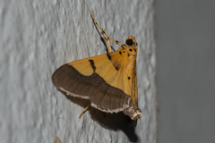 Endocrossis