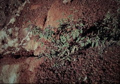 Dodonaea hispidula hispidula