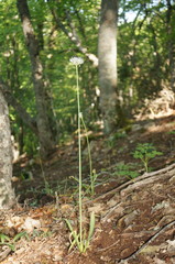 Allium decipiens quercetorum