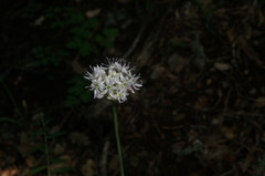 Allium decipiens quercetorum