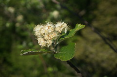 Aria umbellata