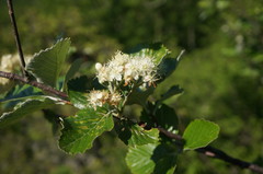 Aria umbellata