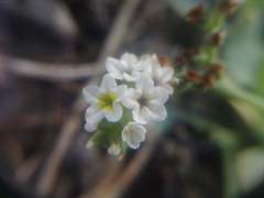 Heliotropium curassavicum