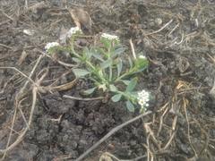 Heliotropium curassavicum