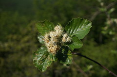Aria umbellata