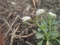 Heliotropium curassavicum