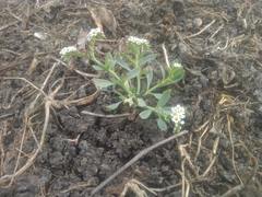 Heliotropium curassavicum