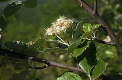 Aria umbellata