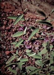 Dodonaea hispidula hispidula