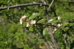 Cotoneaster tauricus