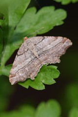 Macaria multilineata