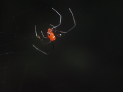 Argyrodes flavescens