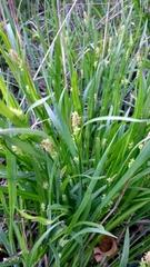 Carex blanda