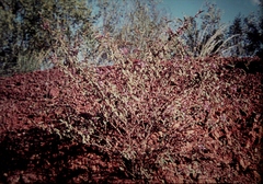 Dodonaea hispidula hispidula