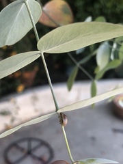 Paropsisterna selmani