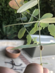 Paropsisterna selmani