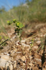 Euphorbia taurinensis