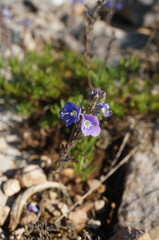 Veronica taurica