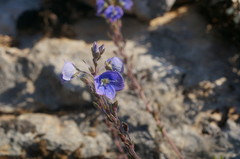 Veronica taurica