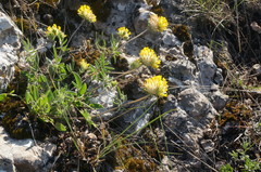 Anthyllis vulneraria boissieri