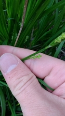 Carex blanda