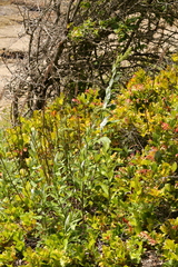 Artemisia suksdorfii