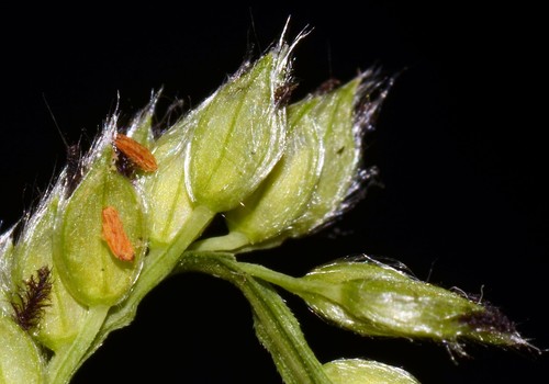 Paspalum urvillei
