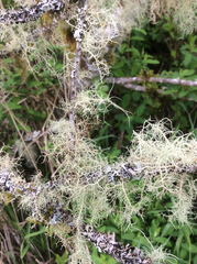 Usnea flavocardia