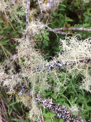 Usnea flavocardia