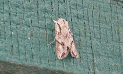 Egira crucialis