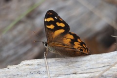 Heteronympha banksii