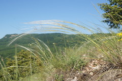 Stipa lithophila