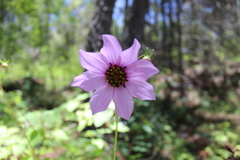 Dahlia imperialis