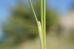 Stipa lithophila